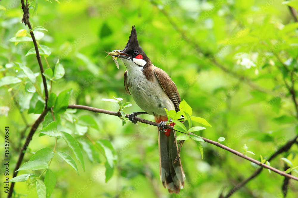 Obraz premium bird is looking for prey on a tree branch.