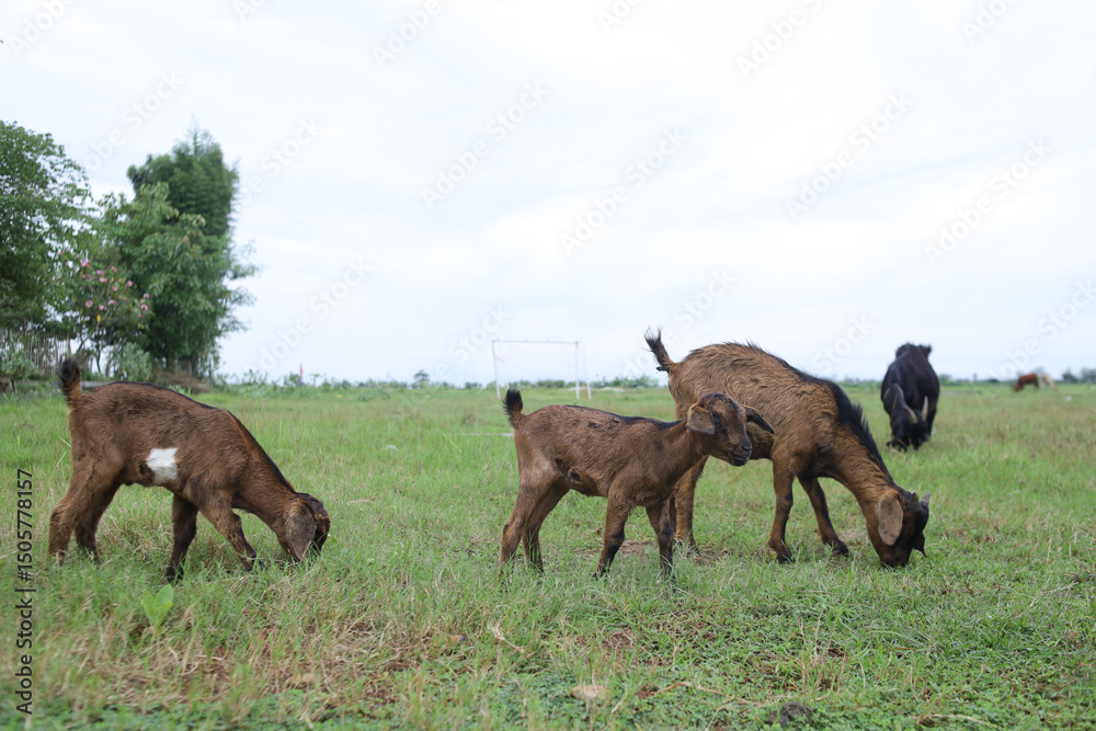 Fototapeta premium Indonesian goat kid