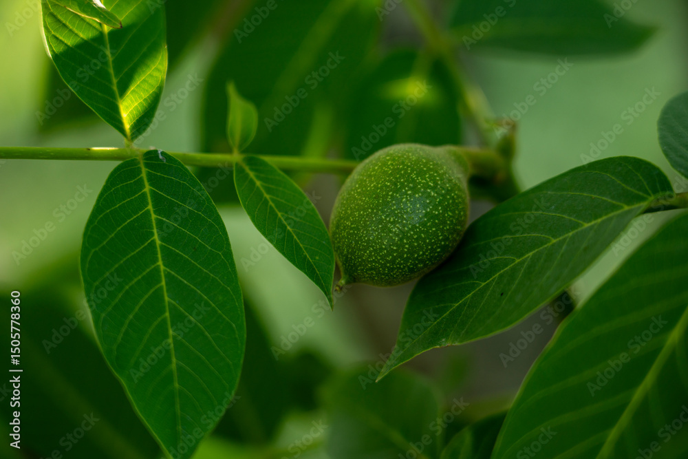 Obraz premium Unripe Green Walnut on the Tree