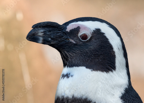 Closeup portrait of an African penguin