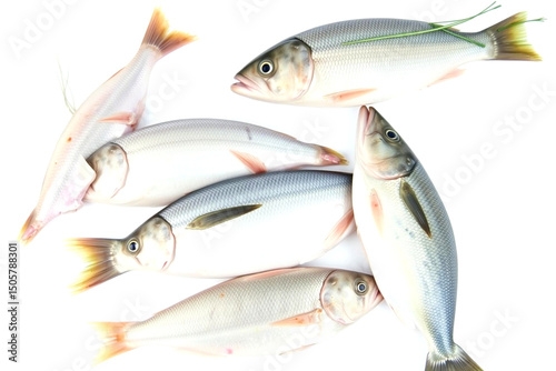 School of Small White Fish with Orange and Yellow Fins on White Background