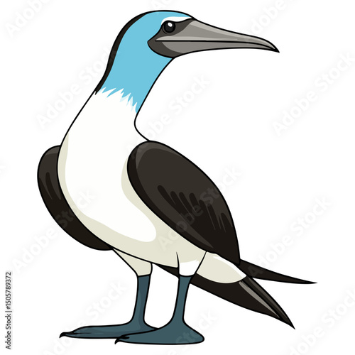 blue-footed booby, animal, vector, transparent background, blue, birds, beak, feathers, feather, isolated, avian, wild, wildlife, nature, zoo, wing