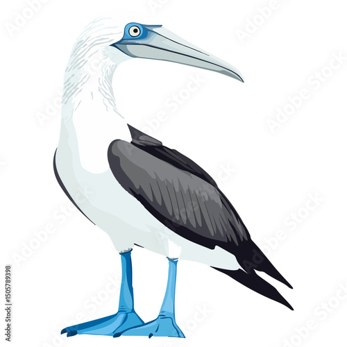 blue-footed booby, animal, vector, transparent background, blue, birds, beak, feathers, feather, isolated, avian, wild, wildlife, nature, zoo, wing