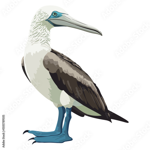 blue-footed booby, animal, vector, transparent background, blue, birds, beak, feathers, feather, isolated, avian, wild, wildlife, nature, zoo, wing