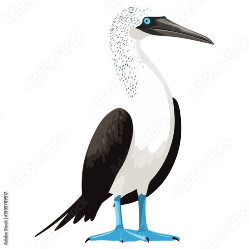 blue-footed booby, animal, vector, transparent background, blue, birds, beak, feathers, feather, isolated, avian, wild, wildlife, nature, zoo, wing