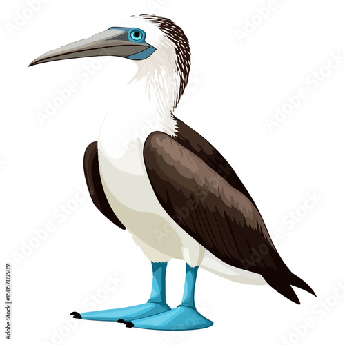 blue-footed booby, animal, vector, transparent background, blue, birds, beak, feathers, feather, isolated, avian, wild, wildlife, nature, zoo, wing