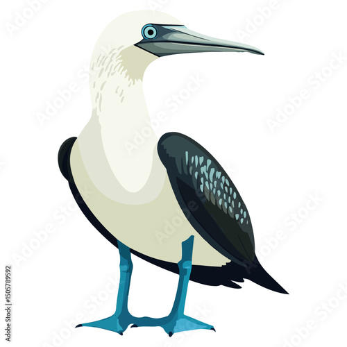 blue-footed booby, animal, vector, transparent background, blue, birds, beak, feathers, feather, isolated, avian, wild, wildlife, nature, zoo, wing