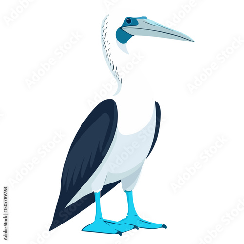 blue-footed booby, animal, vector, transparent background, blue, birds, beak, feathers, feather, isolated, avian, wild, wildlife, nature, zoo, wing