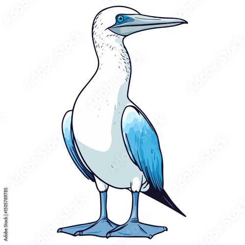 blue-footed booby, animal, vector, transparent background, blue, birds, beak, feathers, feather, isolated, avian, wild, wildlife, nature, zoo, wing