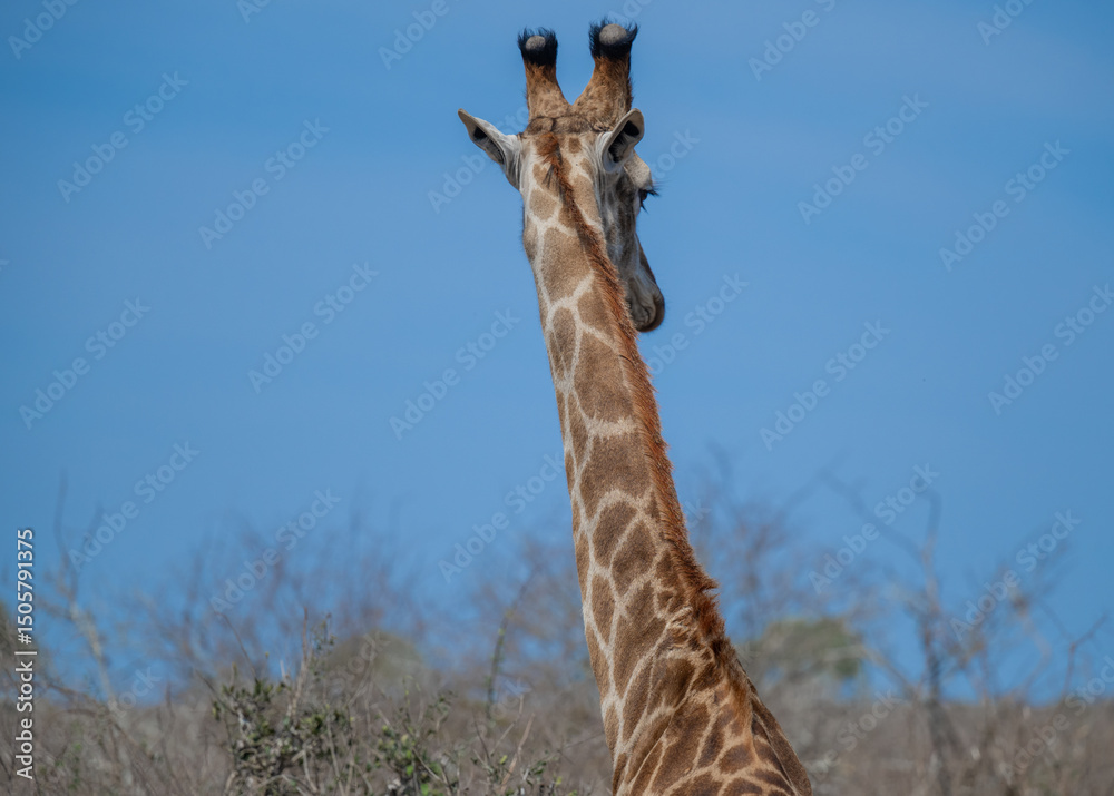 Fototapeta premium Giraffe im Busch vom Krüger National Park - Kruger Nationalpark Südafrika