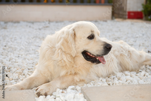 A gorgeous Golden Retriever poses for the camera, with his tongue out, lying full-length on snow-white marble stones