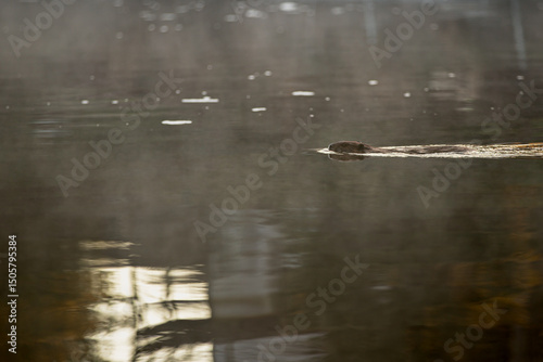 Beaver silently gliding along the water
