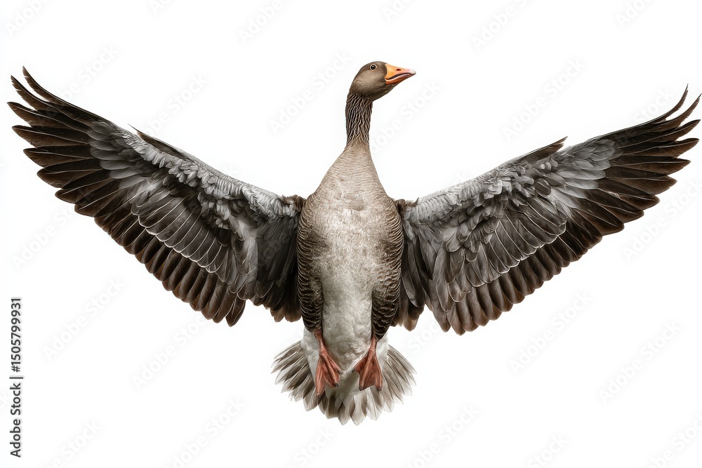 Obraz premium Greylag Goose in Flight. Wings spread wide against a white background.