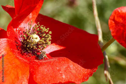 Bright red flower attracts bee during sunny afternoon in a vibrant garden setting