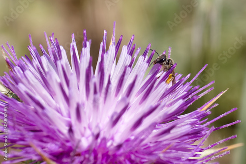 Colorful purple thistle flower with a bee collecting nectar in a sunny meadow during the day