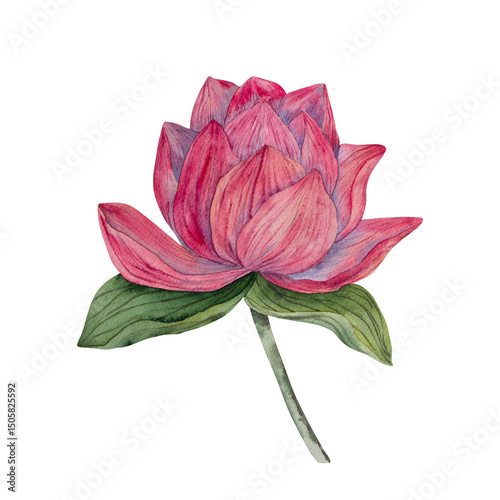 Wallpaper Mural Hand drawn lotus flower buds in watercolor style. Tropical flower of waterlily. botanical illustration for packaging, wedding decor, textile, branding, spa product, floral Zen design Torontodigital.ca