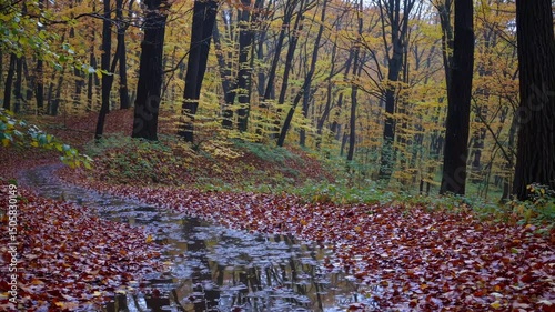 Autumn woodland landscape with golden foliage reflecting in rain-drenched puddle, depicting seasonal change and natural elegance through water's mirror surface