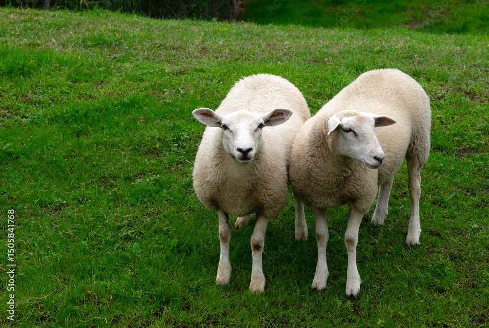 Obraz premium Sheep on green grass