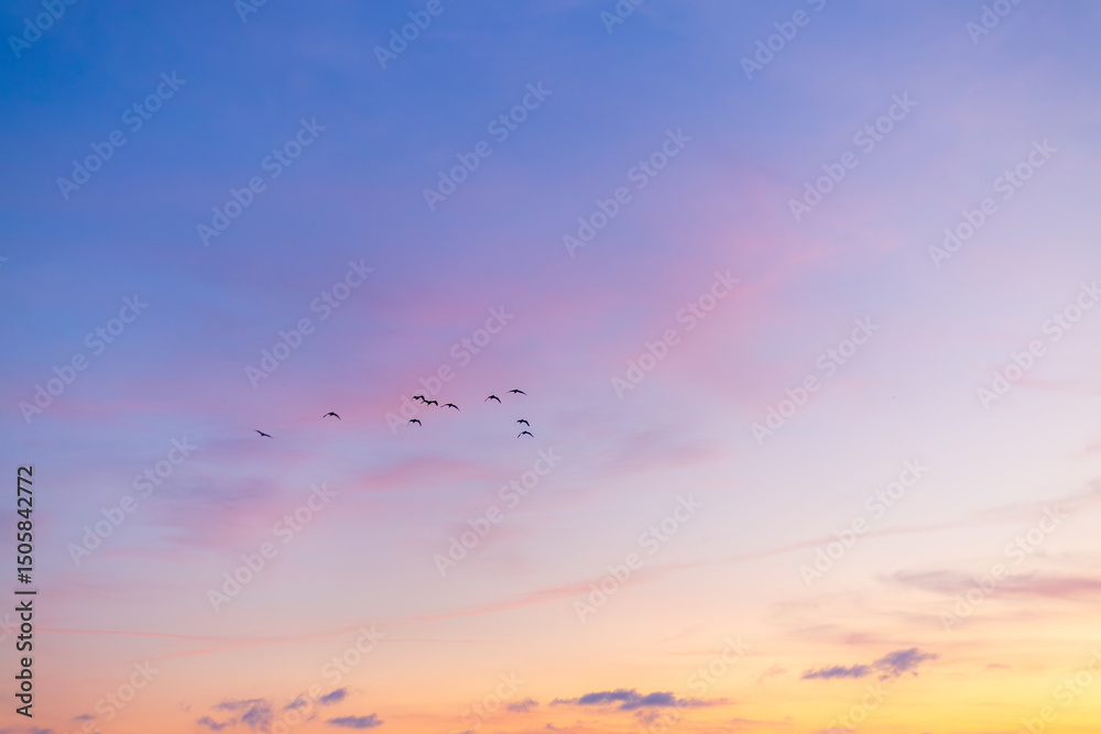 Fototapeta premium Morning sky and clouds backdrop with silhouettes of flock of birds flying,Small flock of ducks flying in front of clouds lit by early morning sunrise.
