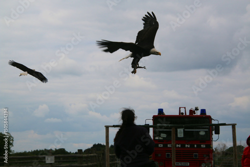 An American Bald Eagle in flight