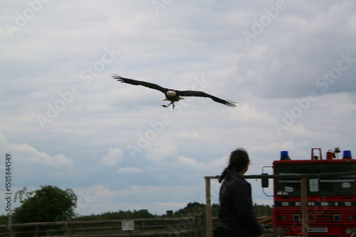 An American Bald Eagle in flight