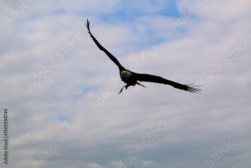 An American Bald Eagle in flight