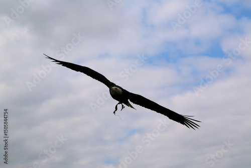 eagle in flight