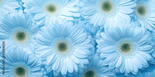 Top view of soft blue gerbera flowers in seamless bloom. Gentle pastel tones, dreamy atmosphere, elegant natural pattern. Perfect for design, background or spring concept. Banner. Copy space