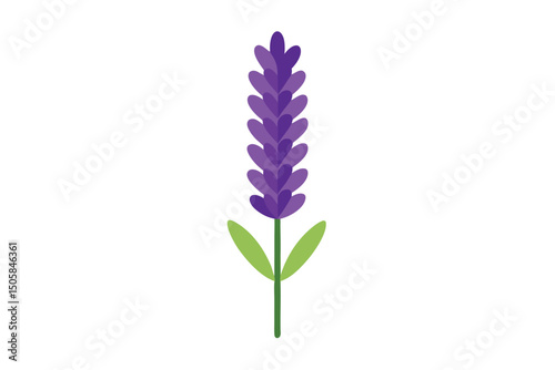 blue hyacinth isolated on white background