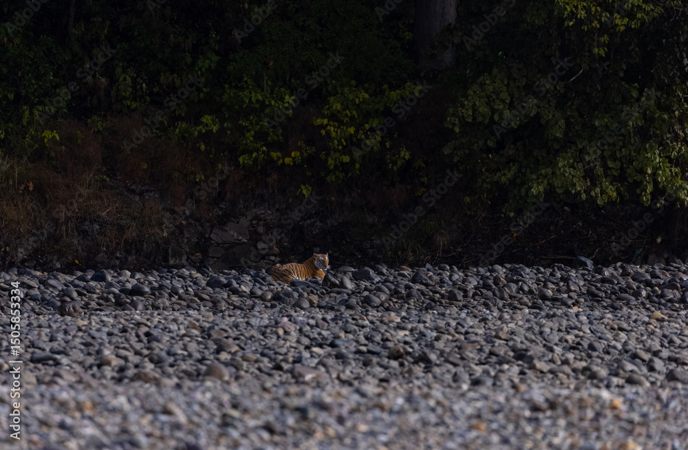 Obraz premium Female tigress (Panthera tigris) at jungle hunting sambar deer at jim corbett national park.