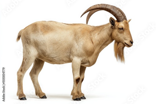 A majestic male Markhor goat, showcasing its impressive horns and light brown coat against a stark white backdrop.