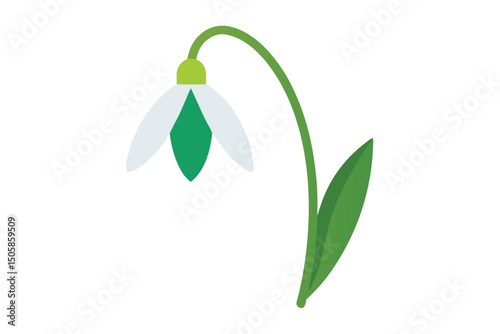 snowdrops isolated on white background