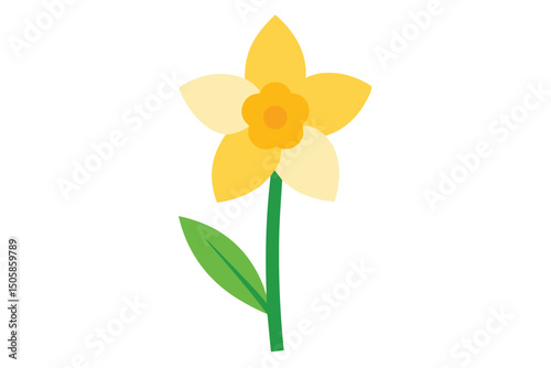 yellow narcissus isolated on white