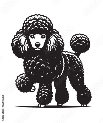 Illustration Poodle Dog Black Vector White Background