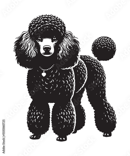 Illustration Poodle Dog Black Vector White Background