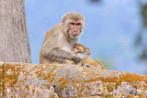 Rhesus macaque (Macaca mulatta) or Indian Monkey with cub in forest with cub.