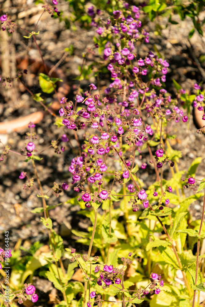 Obraz premium Calceolaria Purpurea plant in Zurich in Switzerland 1.5.25