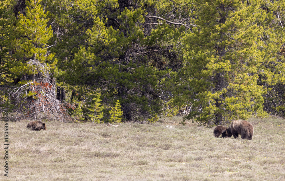 Grizzly Bear Sow and Cubs in Springtime in Grand Teton National Park Wyoming Grizzly Bear Sow and Cubs in Springtime in Grand Teton National Park Wyoming