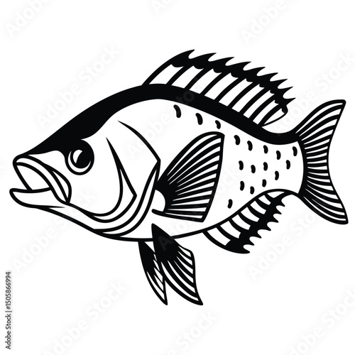 Vintage Biological Illustration of a Snook Fish Detailed Vector Design for Print