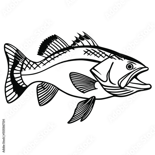 Vintage Biological Illustration of a Snook Fish Vector Design for Stock Use