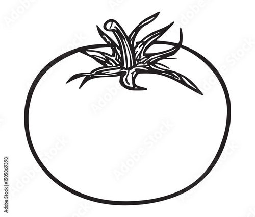 Vector illustration of a tomato line art. Fresh tomato clipart – garden vegetable drawing.