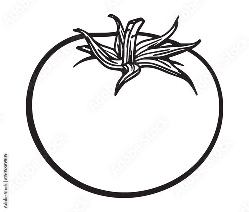 Vector illustration of a tomato line art. Fresh tomato clipart – garden vegetable drawing.