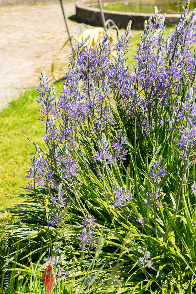 Obraz premium Great camas or Camassia Leichtlinii plant in Zurich in Switzerland 1.5.25