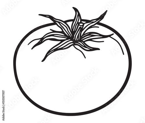 Vector illustration of a tomato line art. Fresh tomato clipart – garden vegetable drawing.