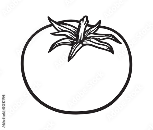 Vector illustration of a tomato line art. Fresh tomato clipart – garden vegetable drawing.