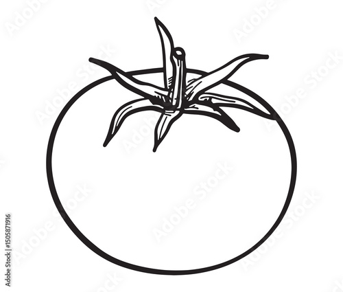 Vector illustration of a tomato line art. Fresh tomato clipart – garden vegetable drawing.