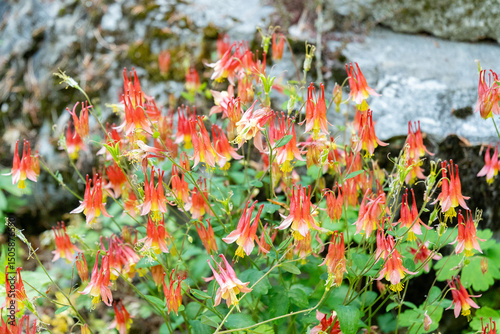 Canada columbine or Aquilegia Canadensis plant in Zurich in Switzerland 1.5.25