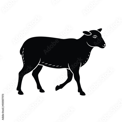 Sheep Walking Forward Vector Graphic