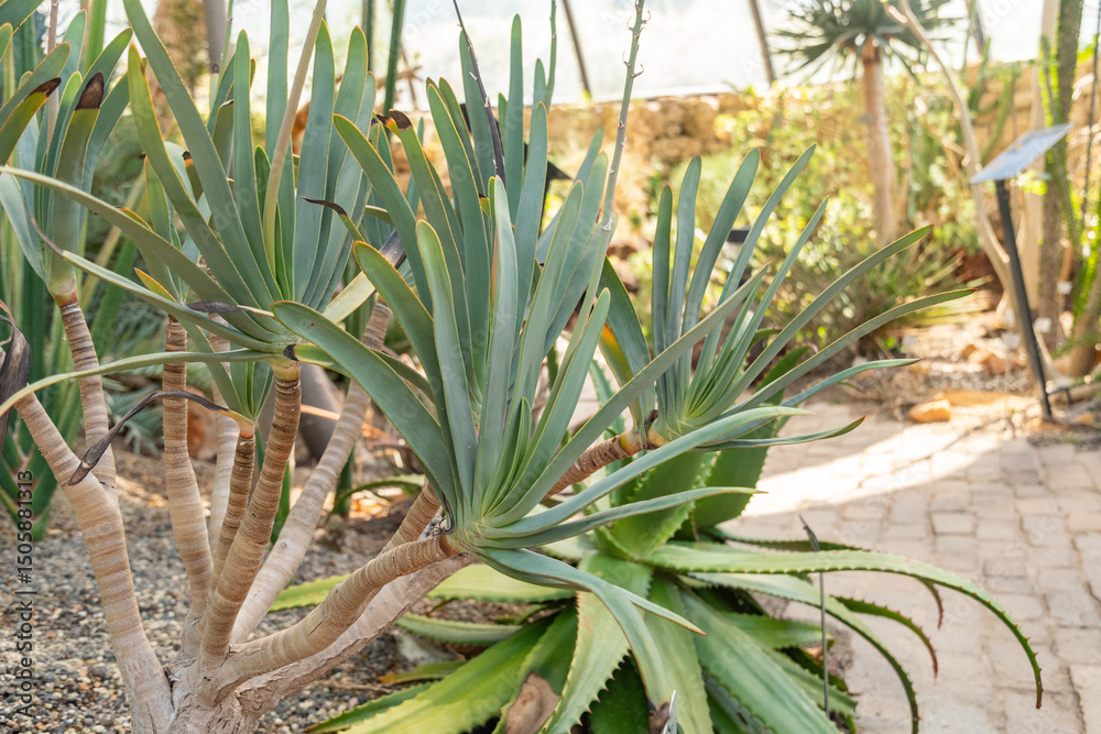 Fototapeta premium Fan aloe or Aloe Plicatilis plant in Zurich in Switzerland 1.5.25