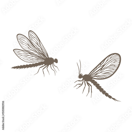 Silhouettes of mayfly vector on white background. Mayfly insect illustration